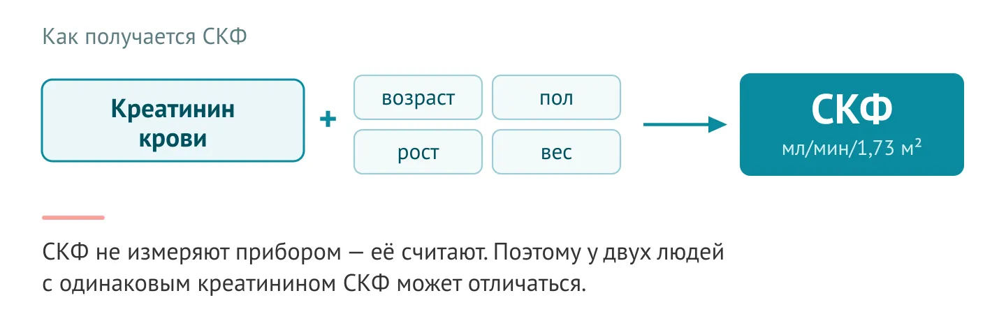 из чего считают СКФ — креатинин крови плюс возраст, пол, рост и вес дают СКФ в мл/мин/1,73 м²; без формулы, только «вход → выход»